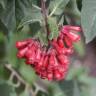 Fotografia 3 da espécie Cestrum fasciculatum do Jardim Botânico UTAD