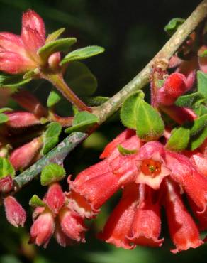 Fotografia 4 da espécie Cestrum fasciculatum no Jardim Botânico UTAD