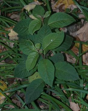 Fotografia 6 da espécie Cestrum fasciculatum no Jardim Botânico UTAD