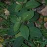 Fotografia 6 da espécie Cestrum fasciculatum do Jardim Botânico UTAD