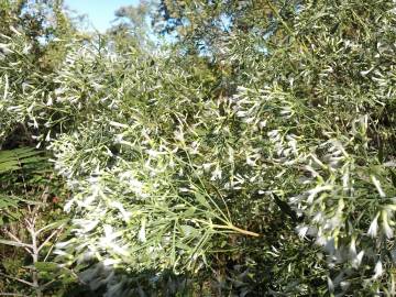 Fotografia da espécie Nidorella ivifolia