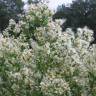 Fotografia 12 da espécie Nidorella ivifolia do Jardim Botânico UTAD