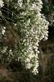 Fotografia da espécie Nidorella ivifolia