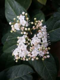 Fotografia da espécie Viburnum tinus subesp. tinus