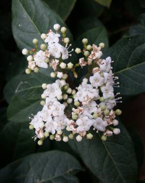 Fotografia 8 da espécie Viburnum tinus subesp. tinus no Jardim Botânico UTAD