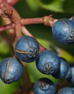 Fotografia 9 da espécie Viburnum tinus subesp. tinus no Jardim Botânico UTAD