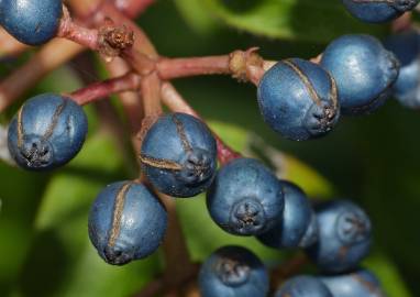 Fotografia da espécie Viburnum tinus subesp. tinus