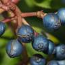 Fotografia 9 da espécie Viburnum tinus subesp. tinus do Jardim Botânico UTAD