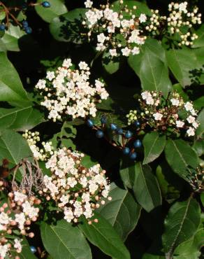 Fotografia 10 da espécie Viburnum tinus subesp. tinus no Jardim Botânico UTAD