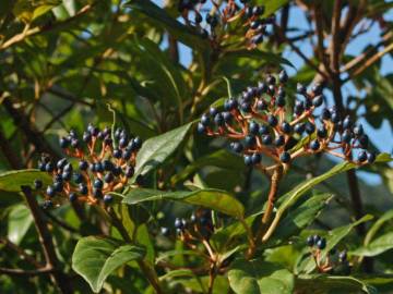 Fotografia da espécie Viburnum tinus subesp. tinus