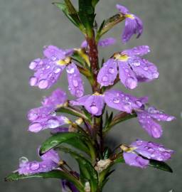 Fotografia da espécie Scaevola aemula