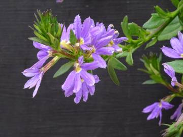 Fotografia da espécie Scaevola aemula