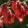 Fotografia 7 da espécie Erythrina crista-galli do Jardim Botânico UTAD