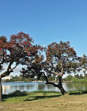 Fotografia 16 da espécie Erythrina crista-galli no Jardim Botânico UTAD