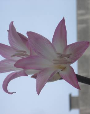 Fotografia 15 da espécie Amaryllis belladonna no Jardim Botânico UTAD