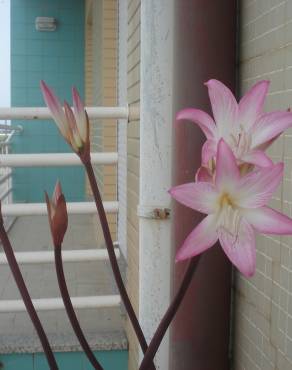 Fotografia 17 da espécie Amaryllis belladonna no Jardim Botânico UTAD
