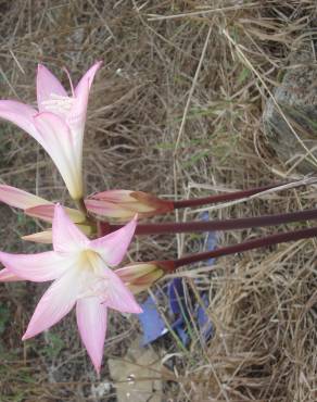 Fotografia 18 da espécie Amaryllis belladonna no Jardim Botânico UTAD