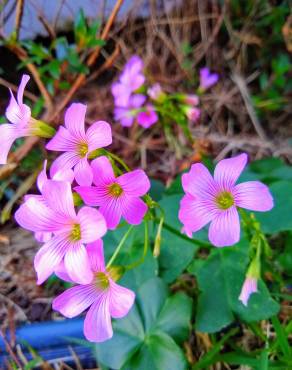 Fotografia 19 da espécie Oxalis debilis var. corymbosa no Jardim Botânico UTAD