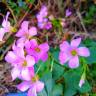 Fotografia 19 da espécie Oxalis debilis var. corymbosa do Jardim Botânico UTAD