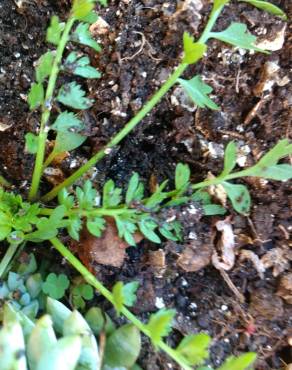 Fotografia 10 da espécie Lepidium coronopus no Jardim Botânico UTAD