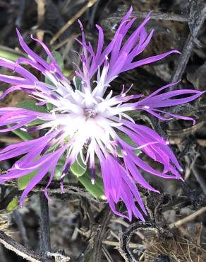 Fotografia 10 da espécie Dianthus broteri no Jardim Botânico UTAD