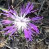 Fotografia 10 da espécie Dianthus broteri do Jardim Botânico UTAD