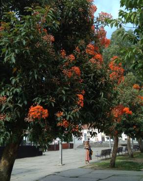 Fotografia 30 da espécie Corymbia ficifolia no Jardim Botânico UTAD