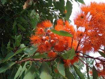 Fotografia da espécie Corymbia ficifolia