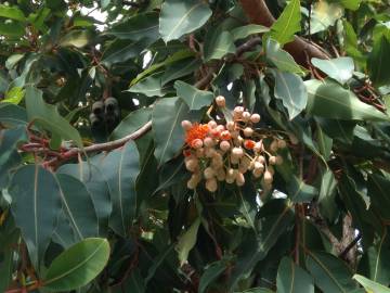 Fotografia da espécie Corymbia ficifolia