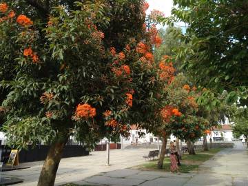 Fotografia da espécie Corymbia ficifolia