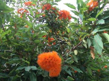 Fotografia da espécie Corymbia ficifolia