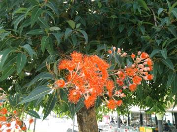 Fotografia da espécie Corymbia ficifolia