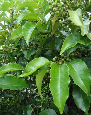 Fotografia 6 da espécie Prunus lusitanica subesp. azorica no Jardim Botânico UTAD