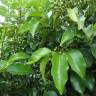 Fotografia 6 da espécie Prunus lusitanica subesp. azorica do Jardim Botânico UTAD