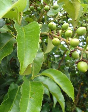 Fotografia 7 da espécie Prunus lusitanica subesp. azorica no Jardim Botânico UTAD