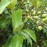 Fotografia 7 da espécie Prunus lusitanica subesp. azorica do Jardim Botânico UTAD