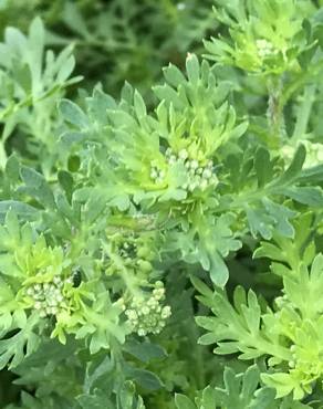 Fotografia 18 da espécie Lepidium didymum no Jardim Botânico UTAD