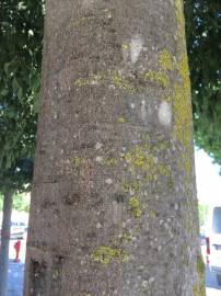 Fotografia da espécie Celtis australis