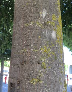 Fotografia 11 da espécie Celtis australis no Jardim Botânico UTAD