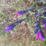 Fotografia 16 da espécie Echium vulgare subesp. vulgare do Jardim Botânico UTAD