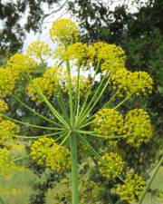 Fotografia da espécie Thapsia nitida