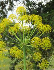 Thapsia nitida var. meridionalis