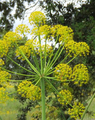 Fotografia de capa Thapsia nitida var. meridionalis - do Jardim Botânico