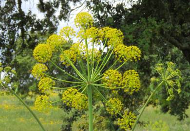 Fotografia da espécie Thapsia nitida var. meridionalis