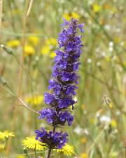 Fotografia da espécie Nepeta multibracteata