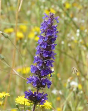 Fotografia 1 da espécie Nepeta multibracteata no Jardim Botânico UTAD