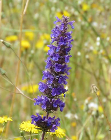 Fotografia de capa Nepeta multibracteata - do Jardim Botânico