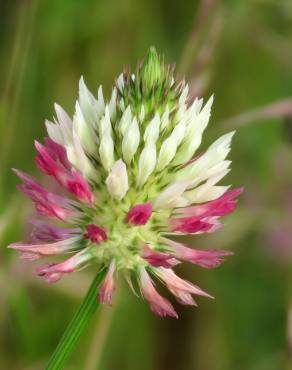 Fotografia 7 da espécie Trifolium vesiculosum no Jardim Botânico UTAD