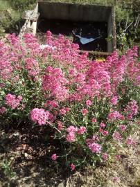 Fotografia da espécie Centranthus ruber