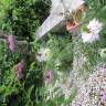 Fotografia 20 da espécie Nigella damascena do Jardim Botânico UTAD
